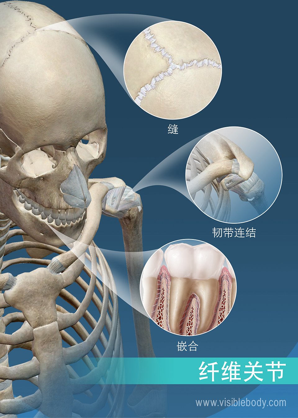 缝、韧带结合关节和钉状关节： 纤维关节